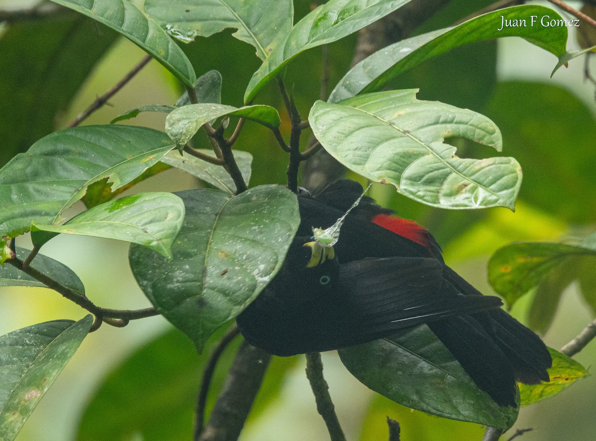 Scarlet-rumped Cacique - ML645825305