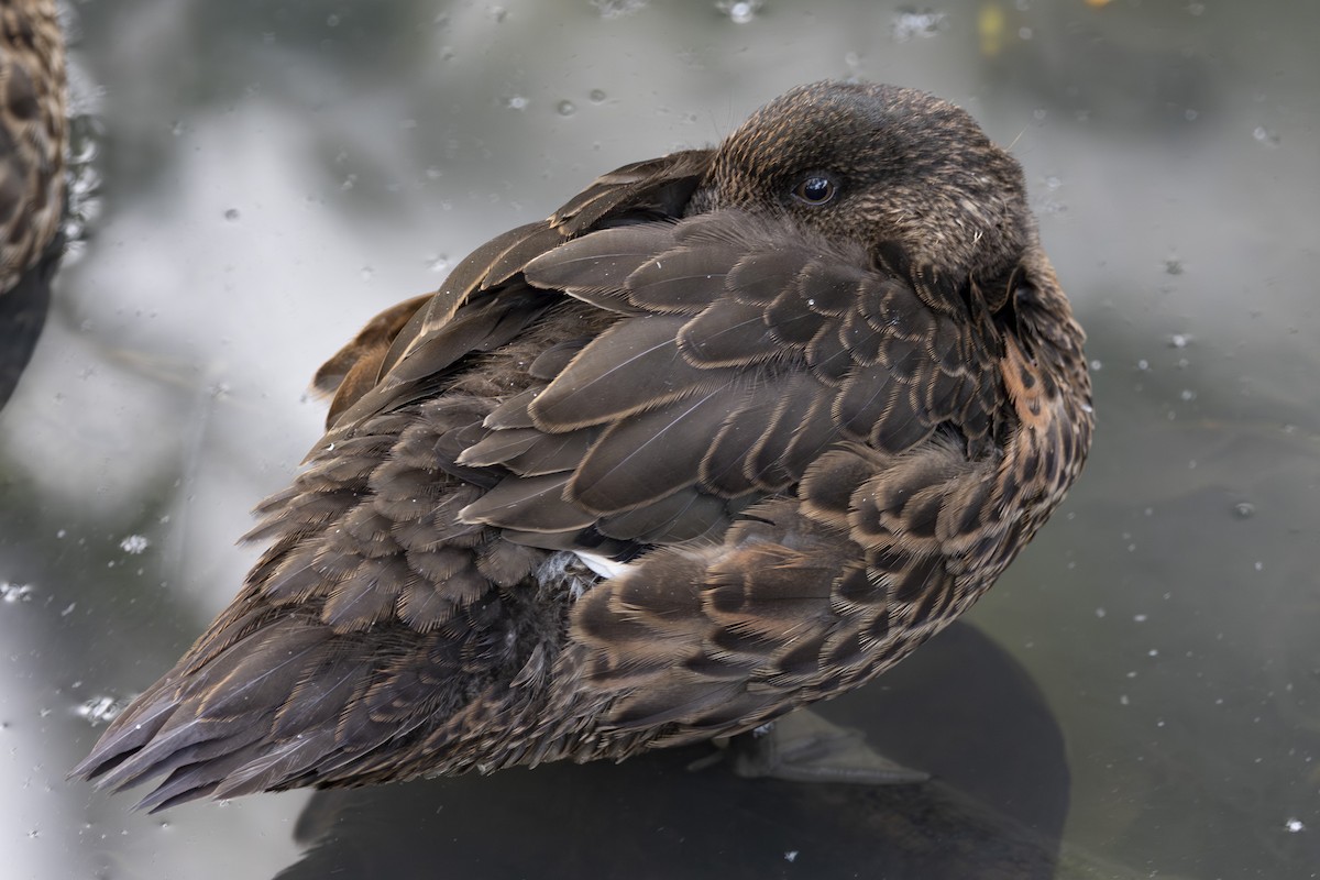 Chestnut Teal - ML645825306