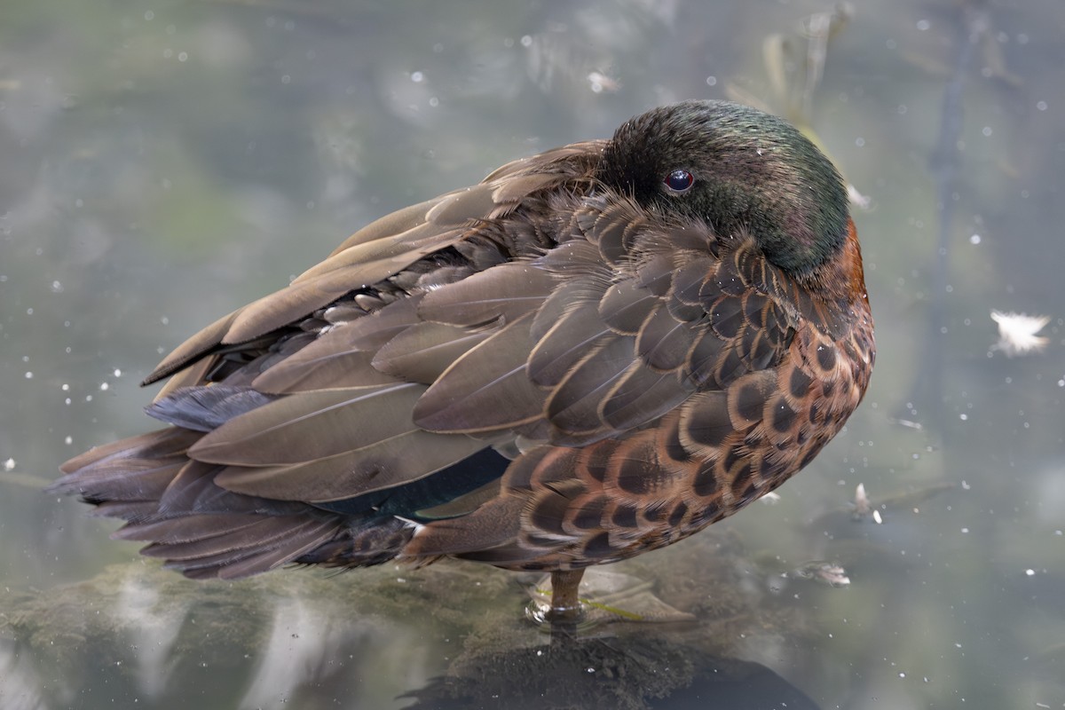 Chestnut Teal - ML645825307