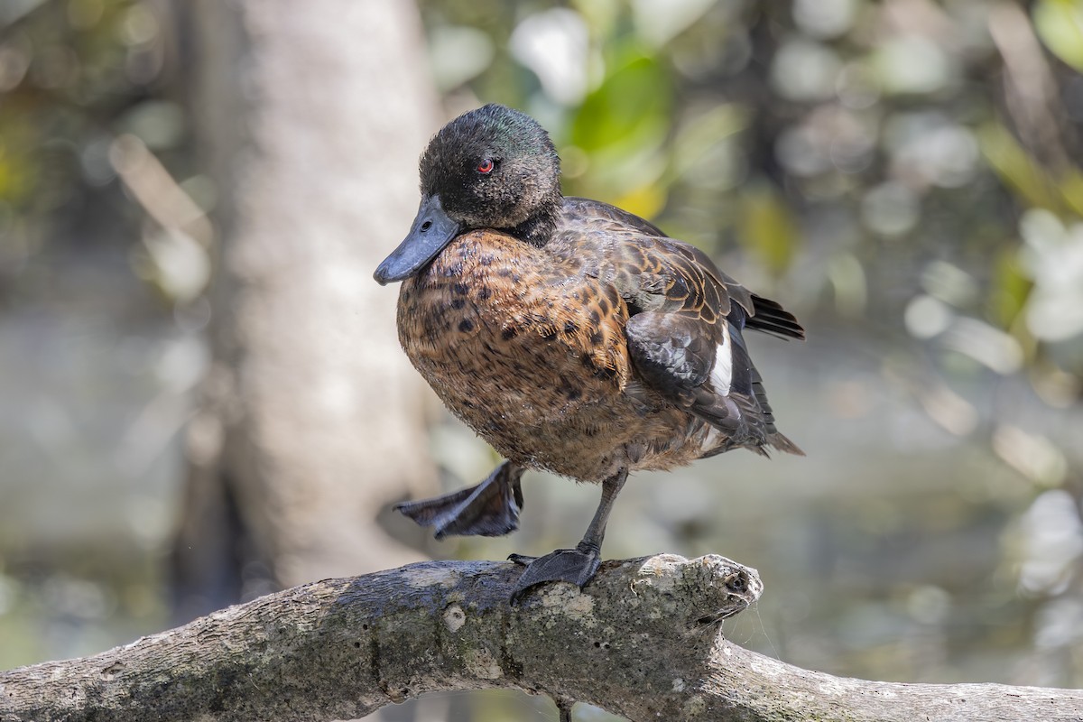 Chestnut Teal - ML645825312