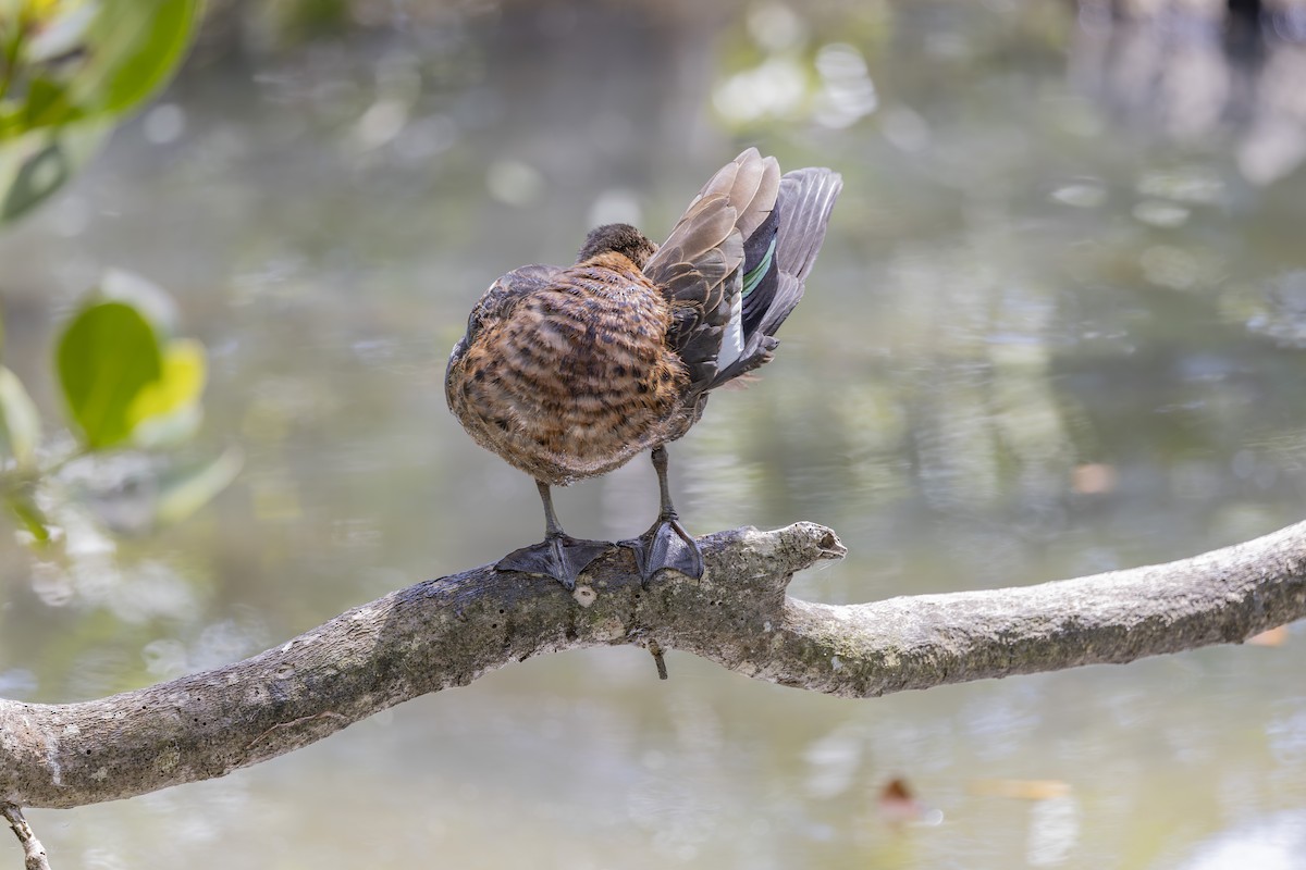 Chestnut Teal - ML645825313
