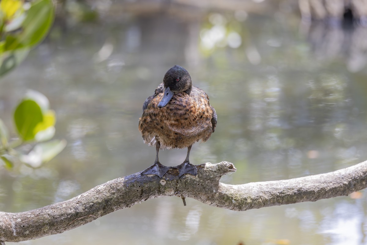 Chestnut Teal - ML645825314