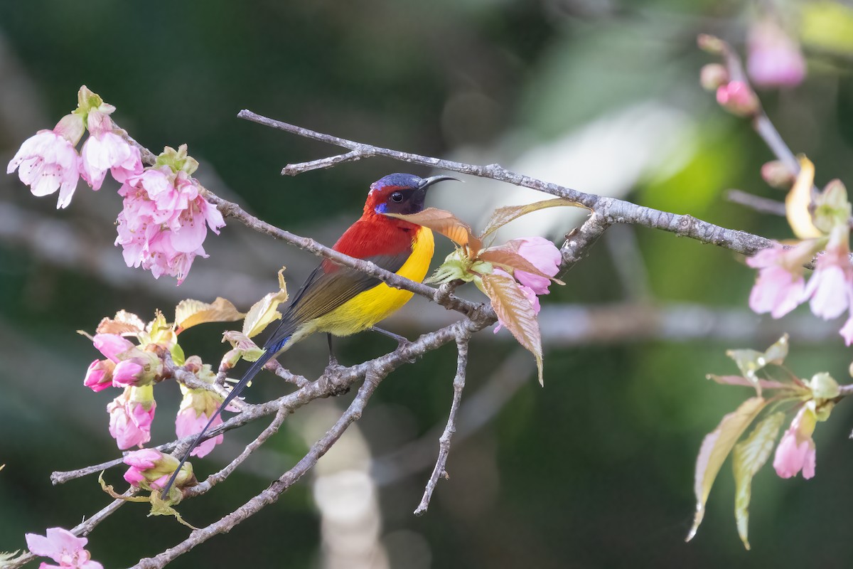 Mrs. Gould's Sunbird - ML645825315