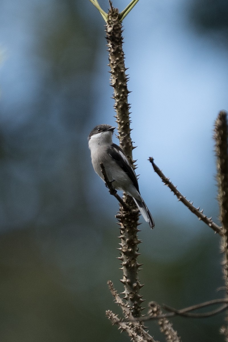 Bar-winged Flycatcher-shrike - ML645825316