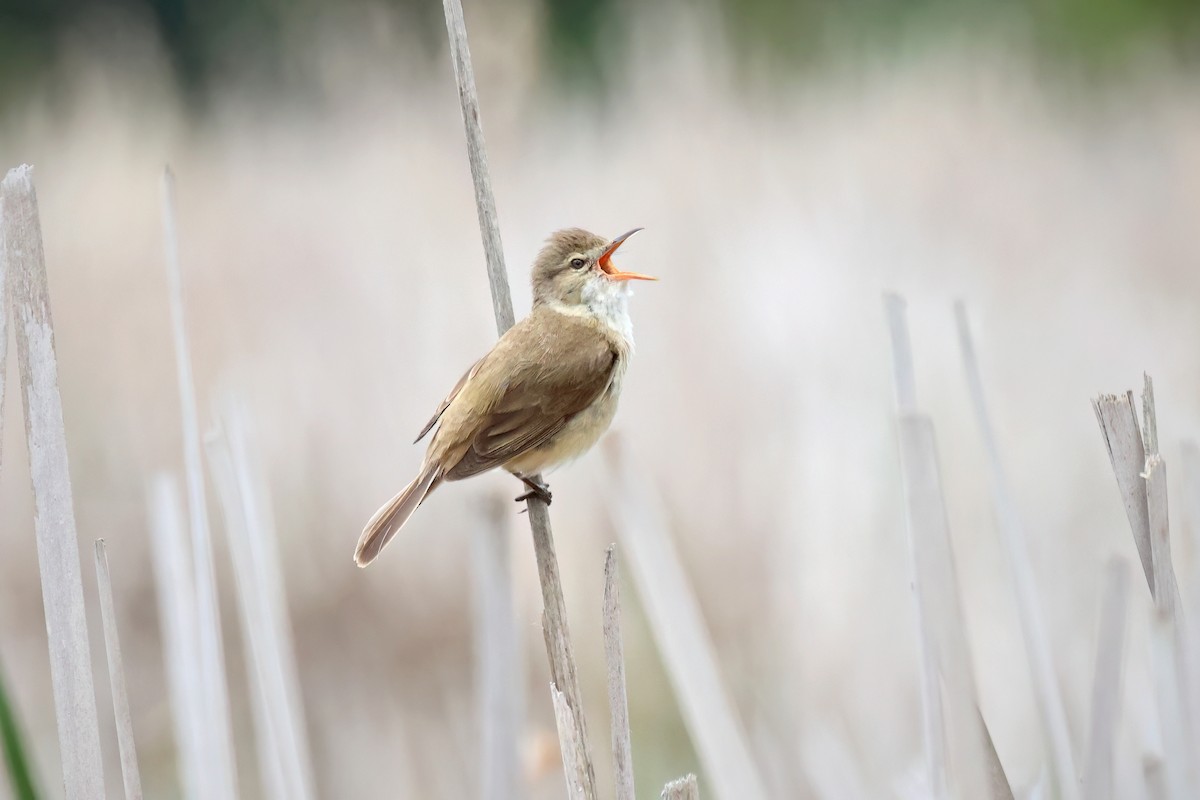 Australian Reed Warbler - ML645825318