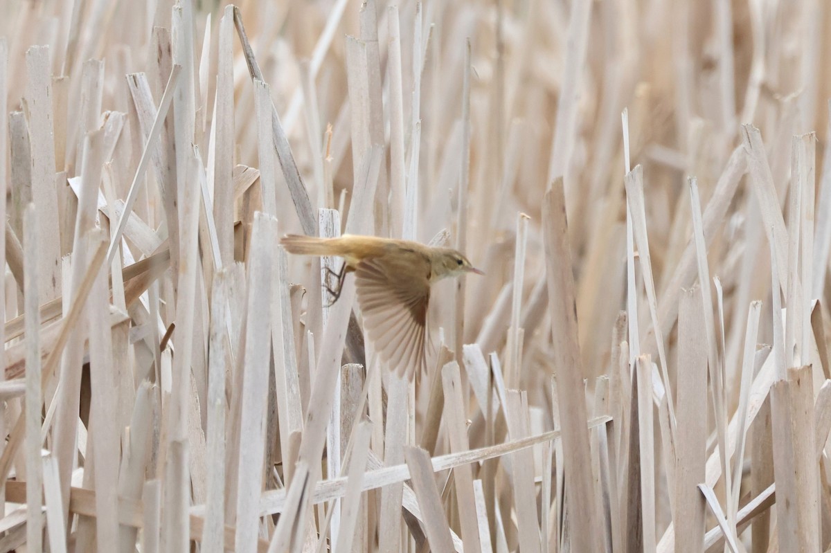 Australian Reed Warbler - ML645825323