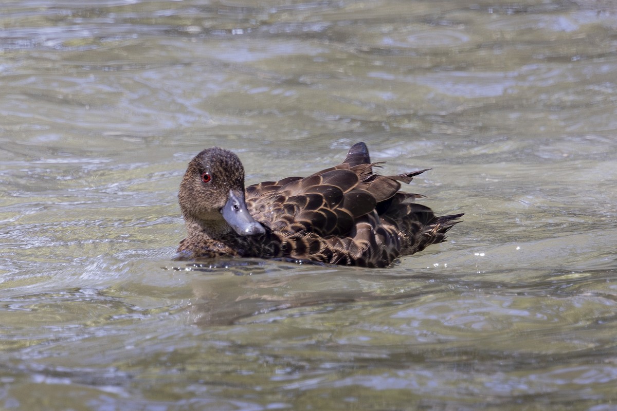 Chestnut Teal - ML645825326