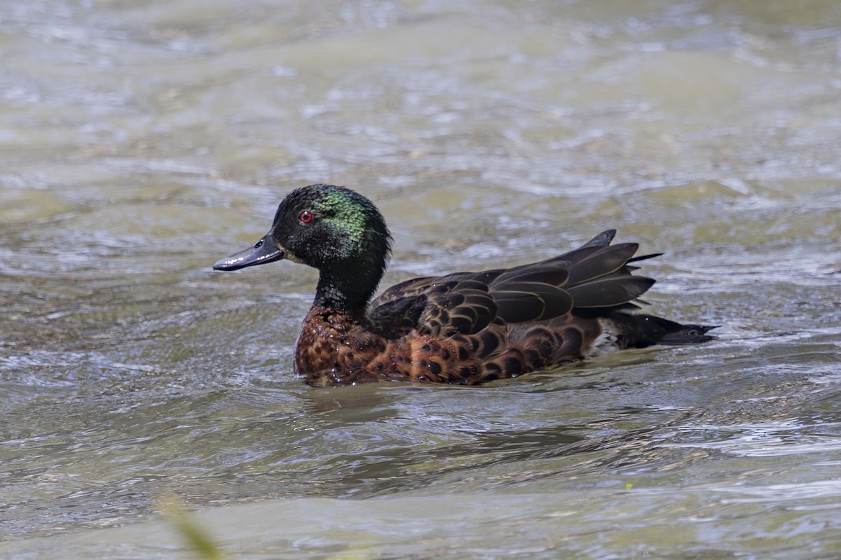 Chestnut Teal - ML645825327