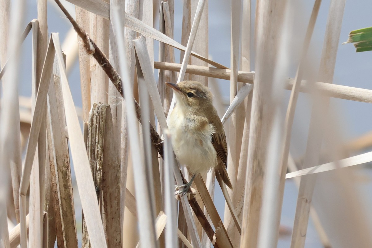 Australian Reed Warbler - ML645825330
