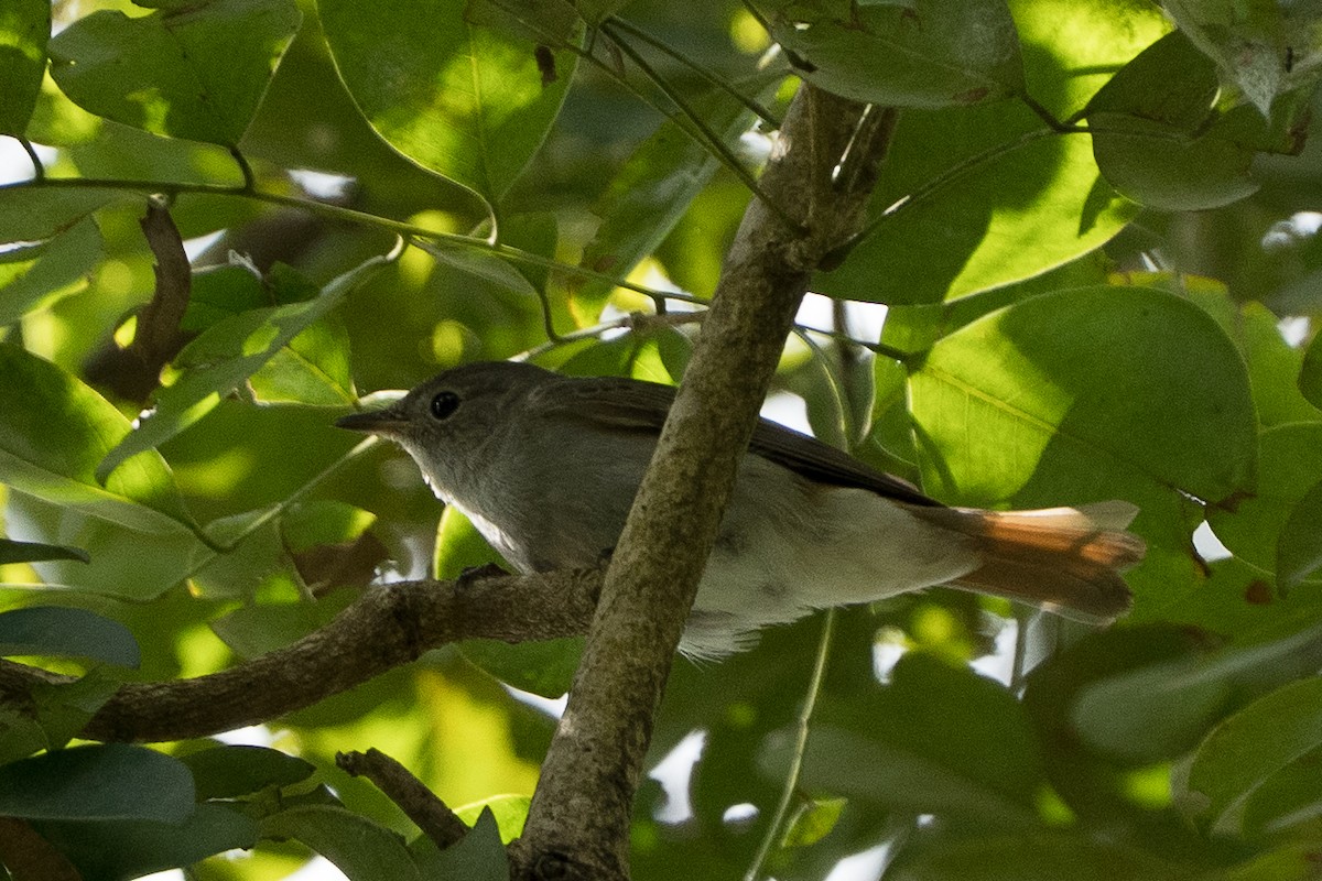 ruststjertfluesnapper - ML645825331