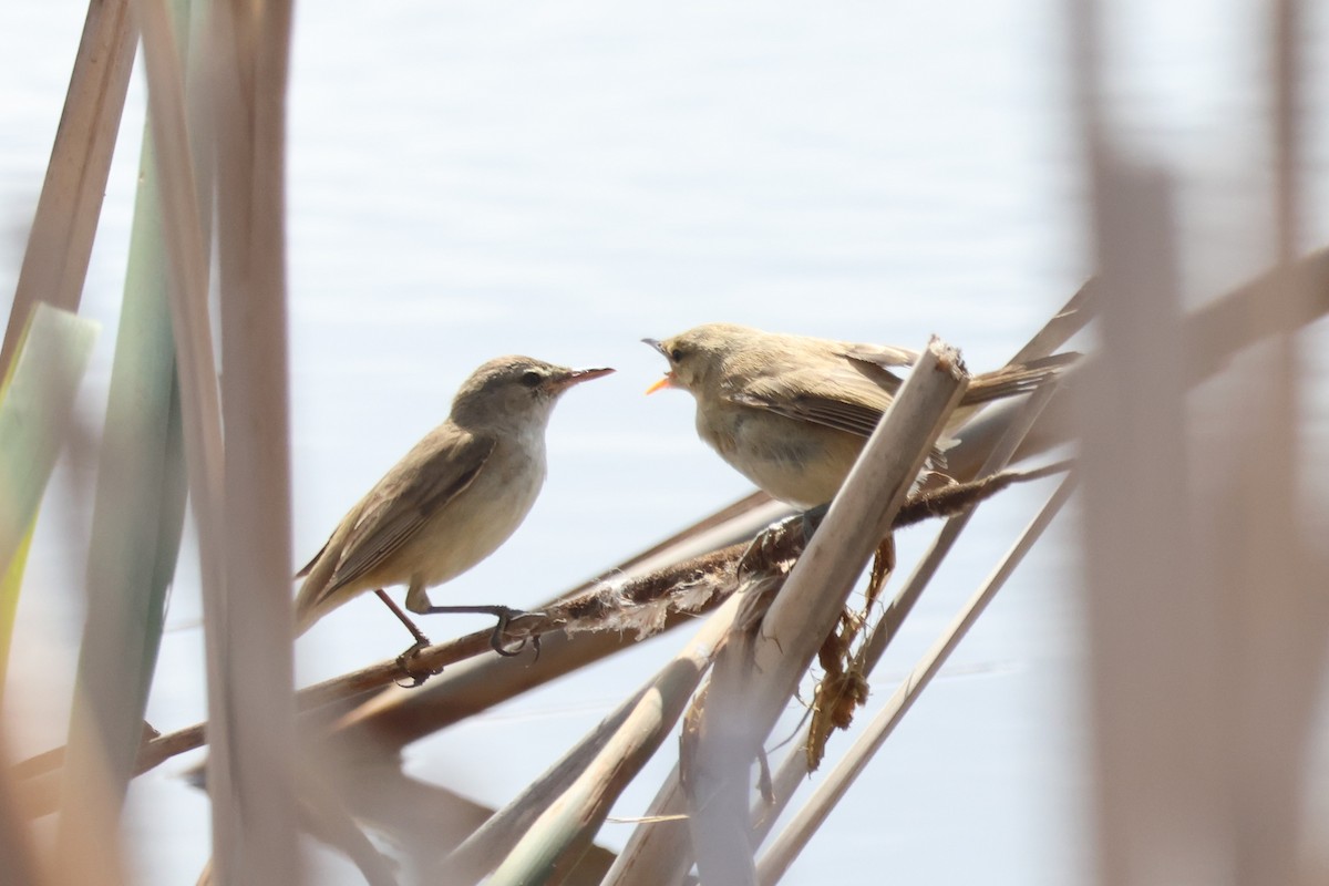 Australian Reed Warbler - ML645825336