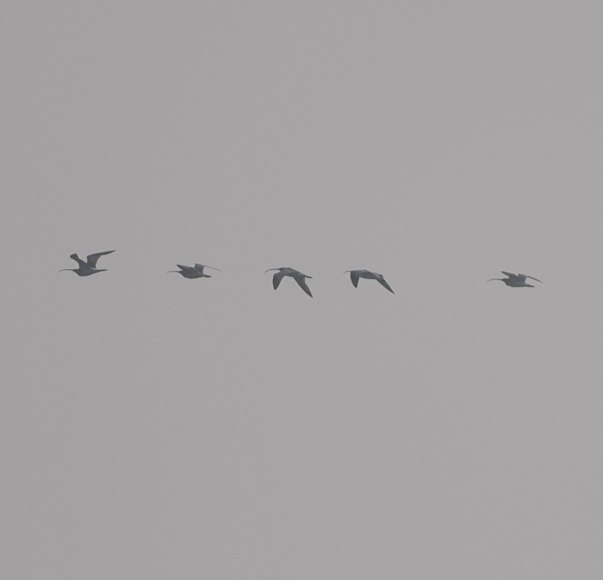 大杓鷸 - ML645825337