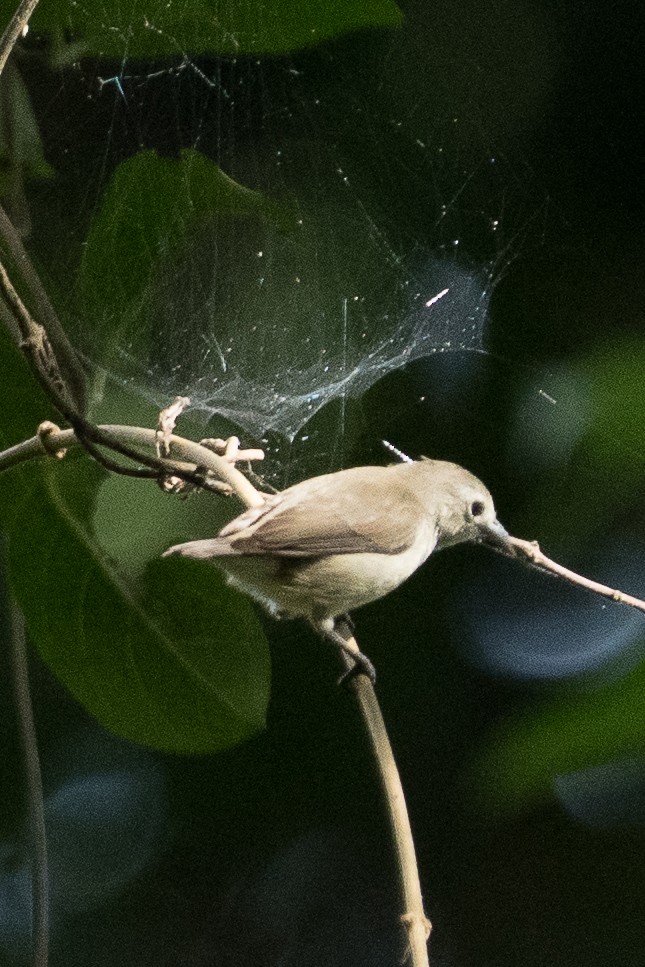 Nilgiri Flowerpecker - ML645825338
