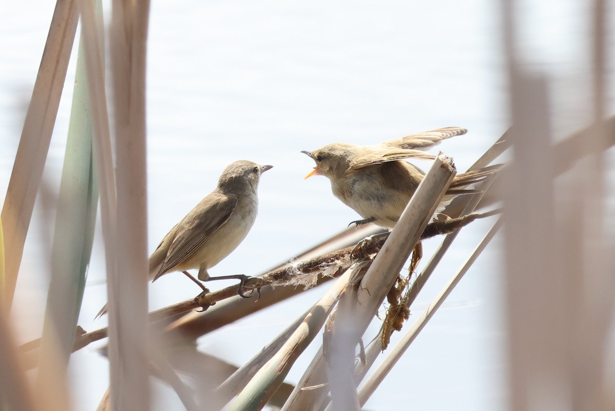 Australian Reed Warbler - ML645825339