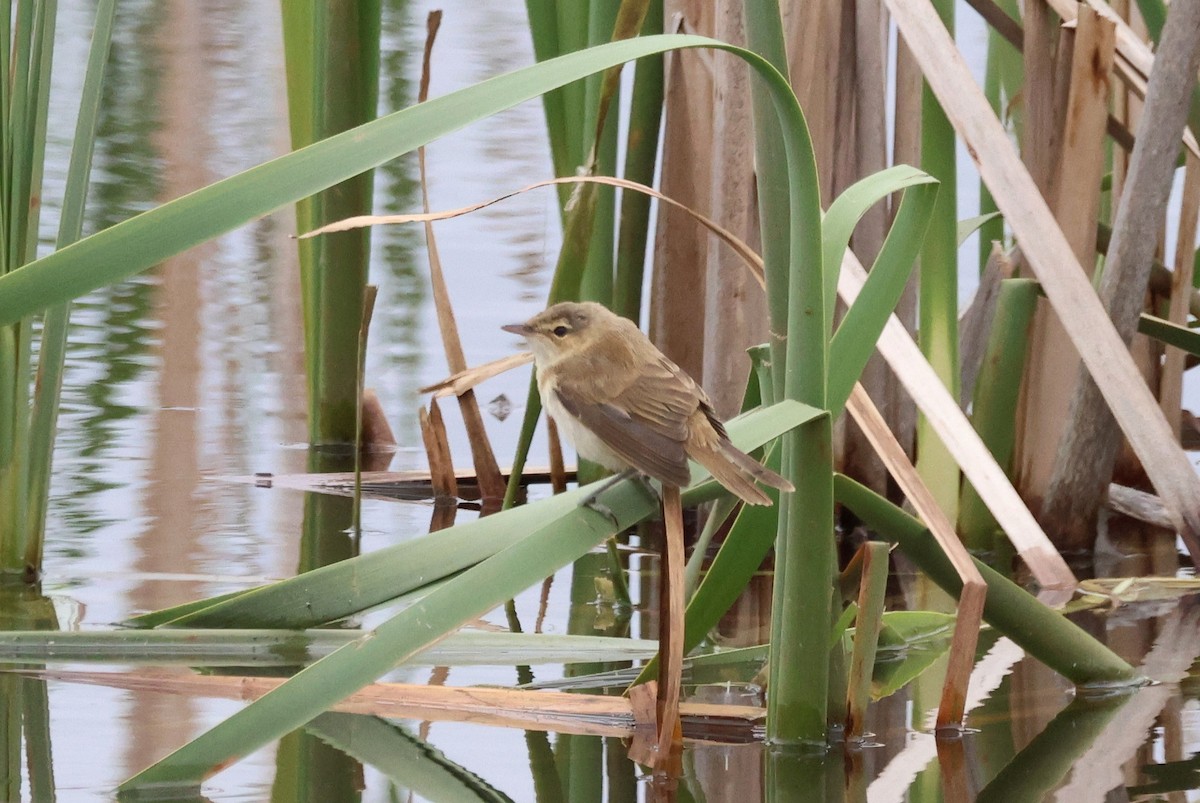 Australian Reed Warbler - ML645825344