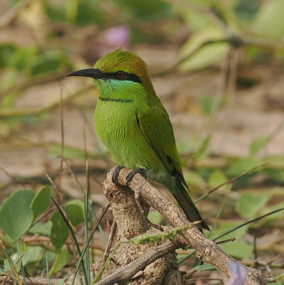 Asian Green Bee-eater - ML645825345