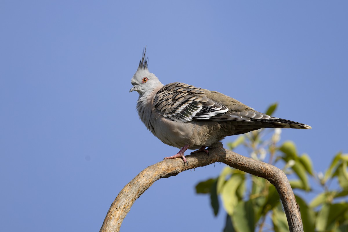 Crested Pigeon - ML645825349