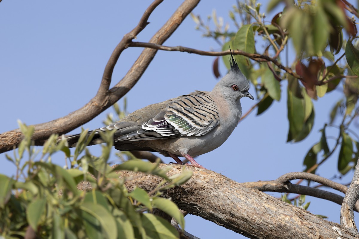 Crested Pigeon - ML645825350