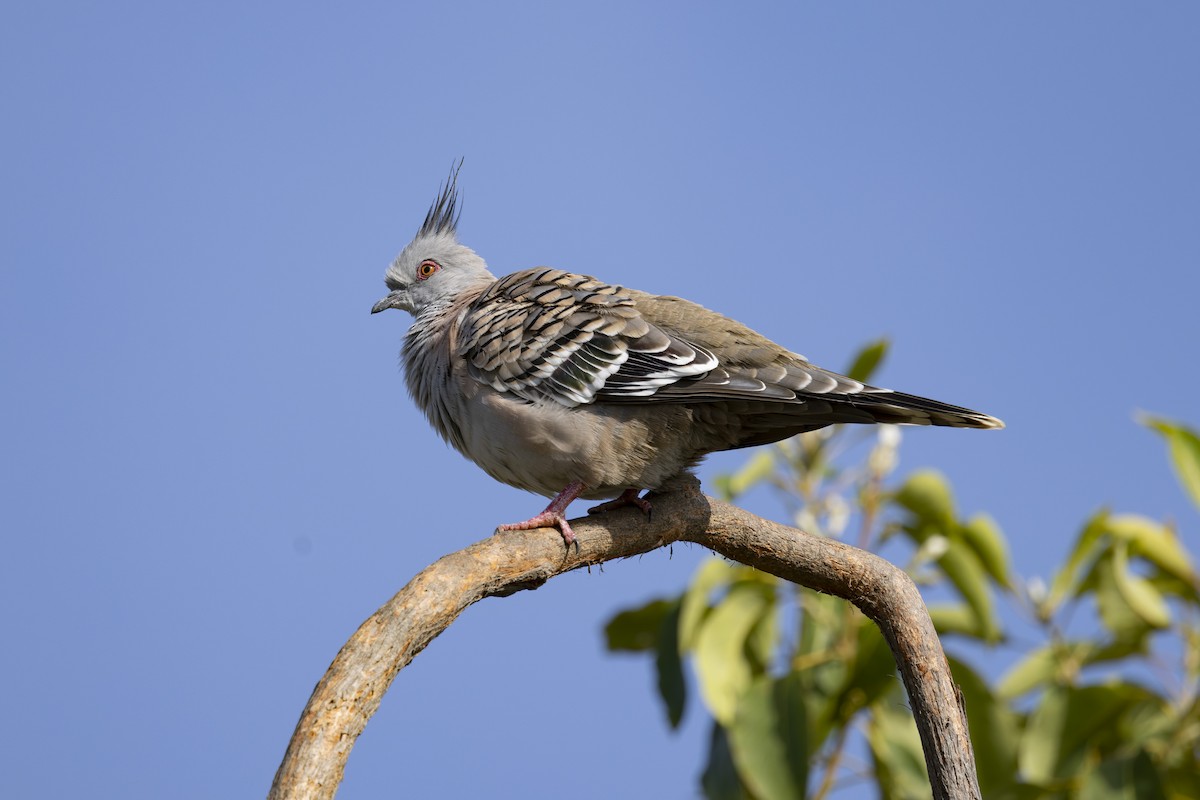 Crested Pigeon - ML645825351