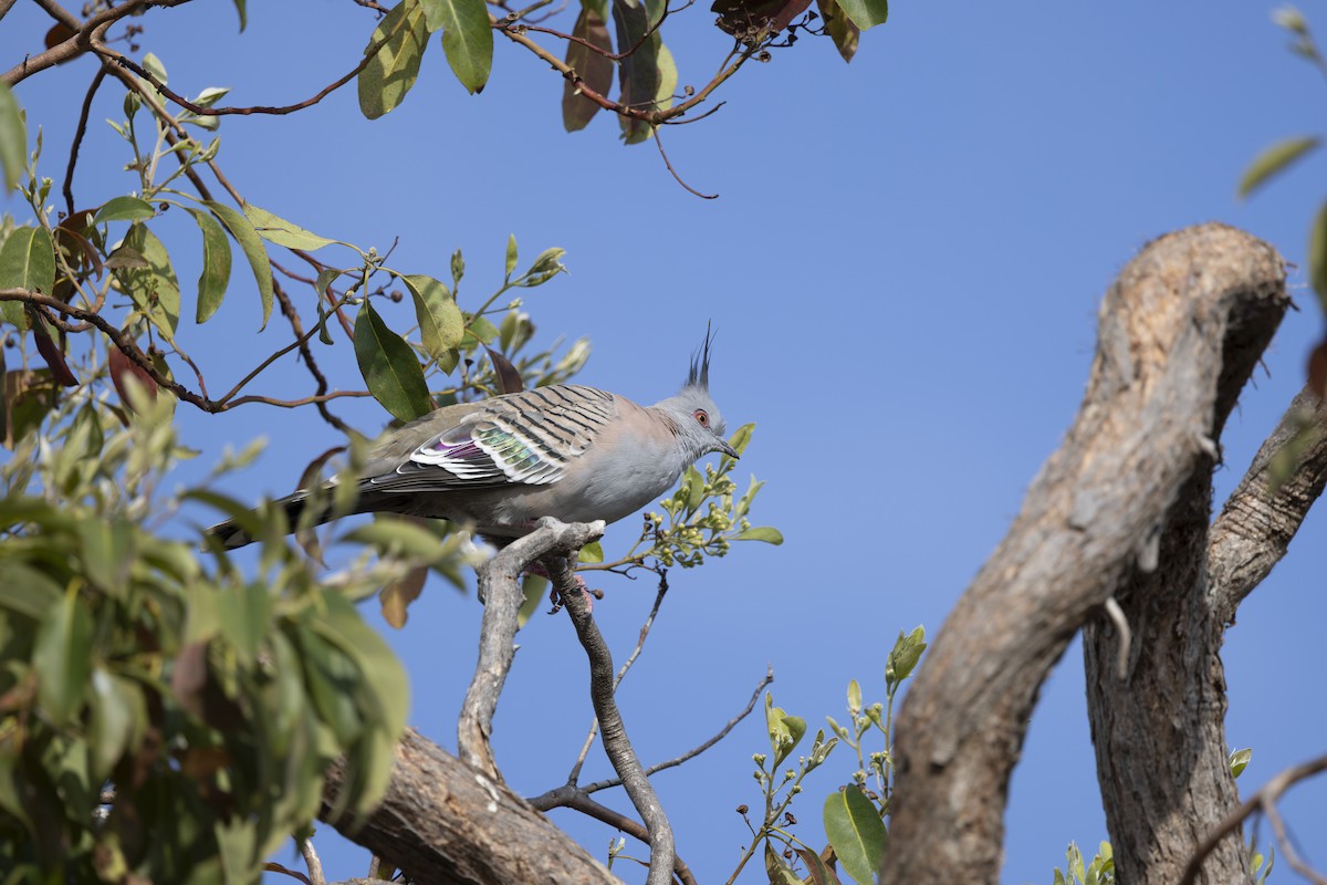 Crested Pigeon - ML645825352