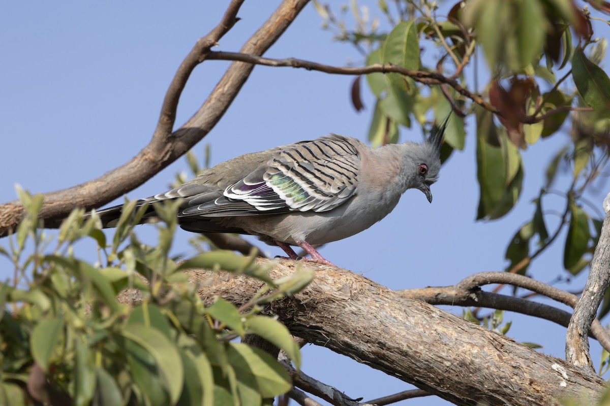 Crested Pigeon - ML645825353