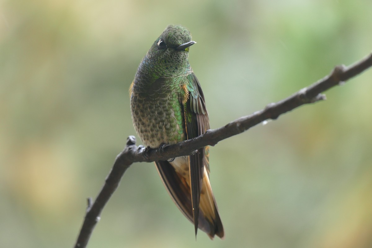 Buff-tailed Coronet - ML645825355