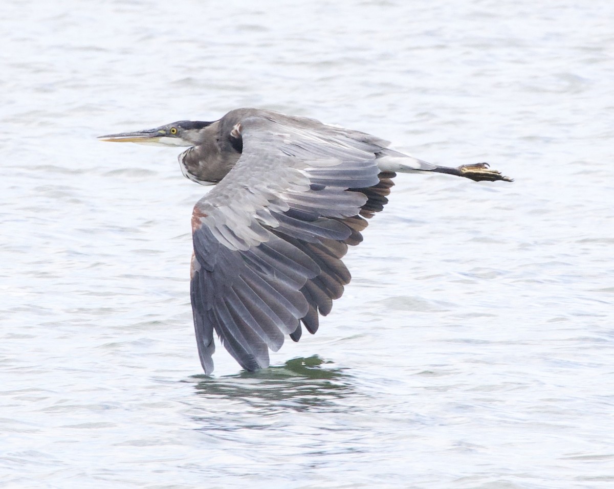 Great Blue Heron - ML645825358