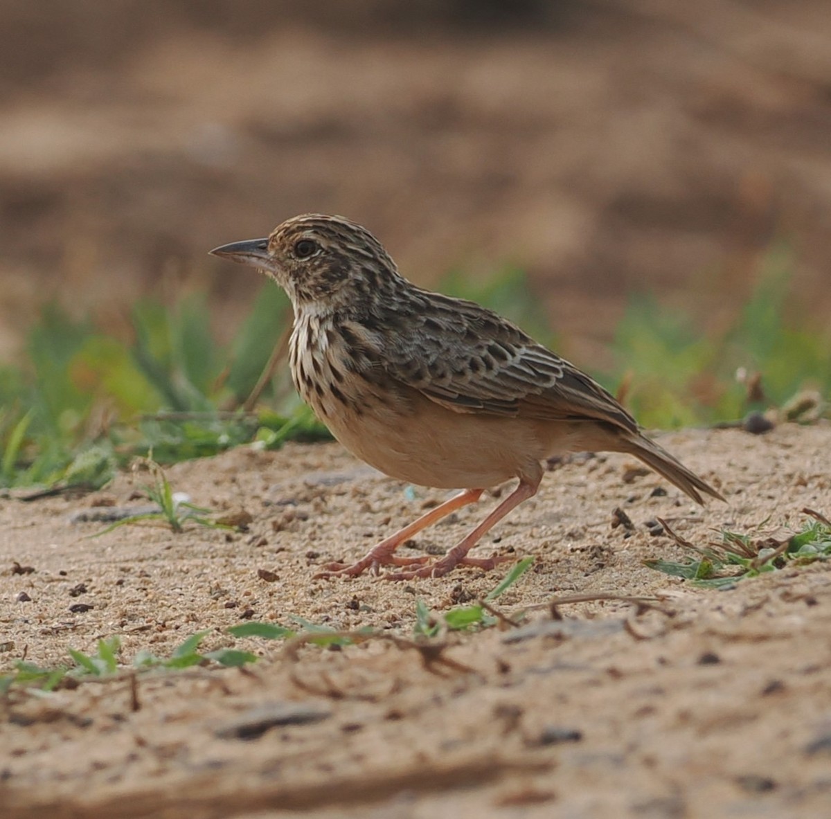 Jerdon's Bushlark - ML645825359