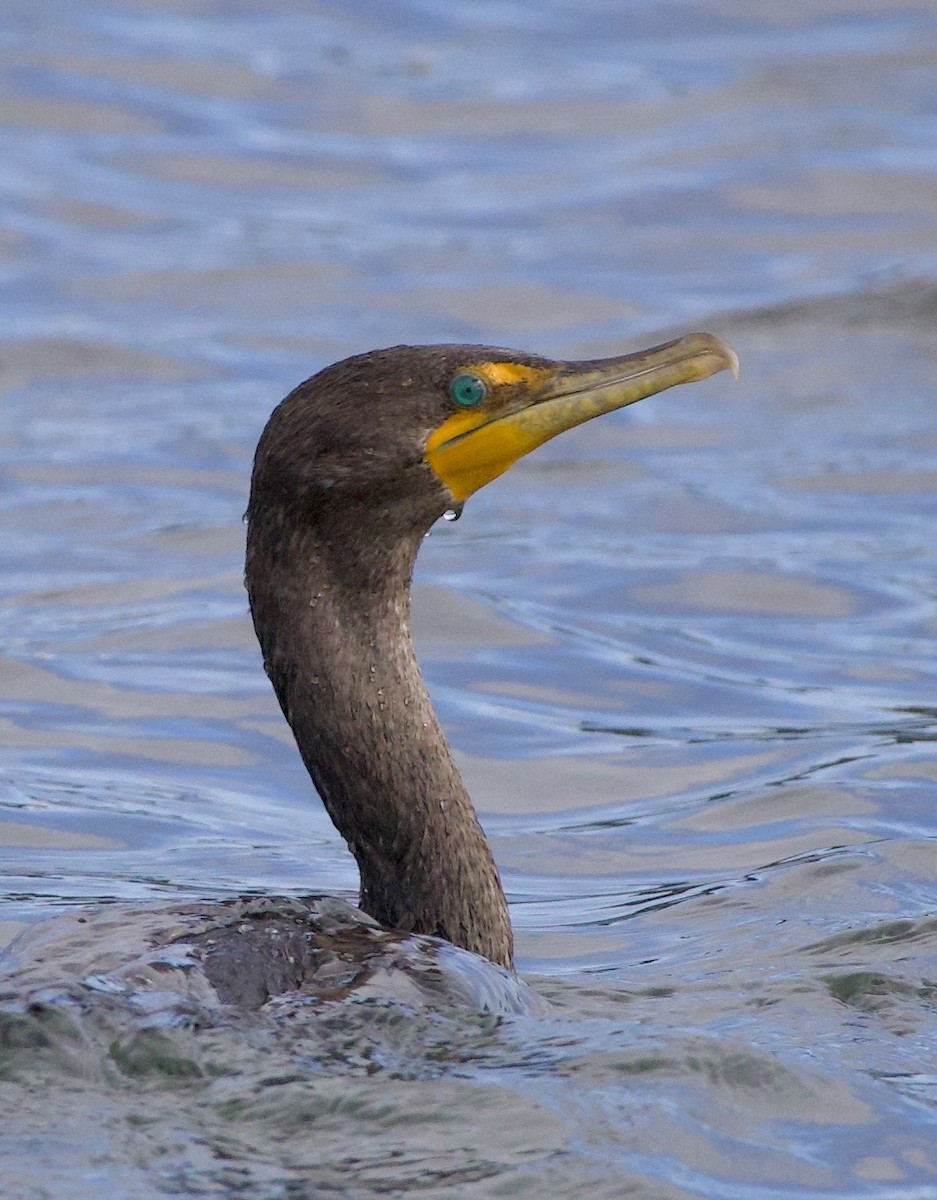 Double-crested Cormorant - ML645825360