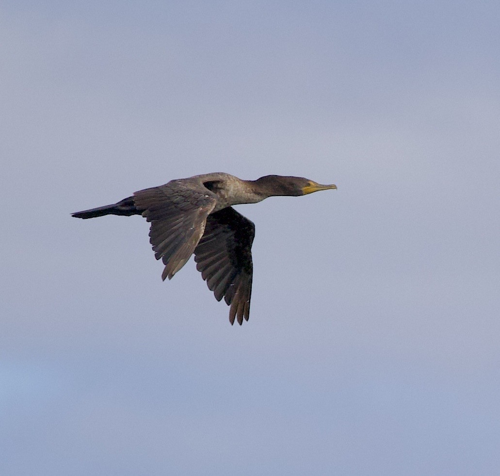 Double-crested Cormorant - ML645825361