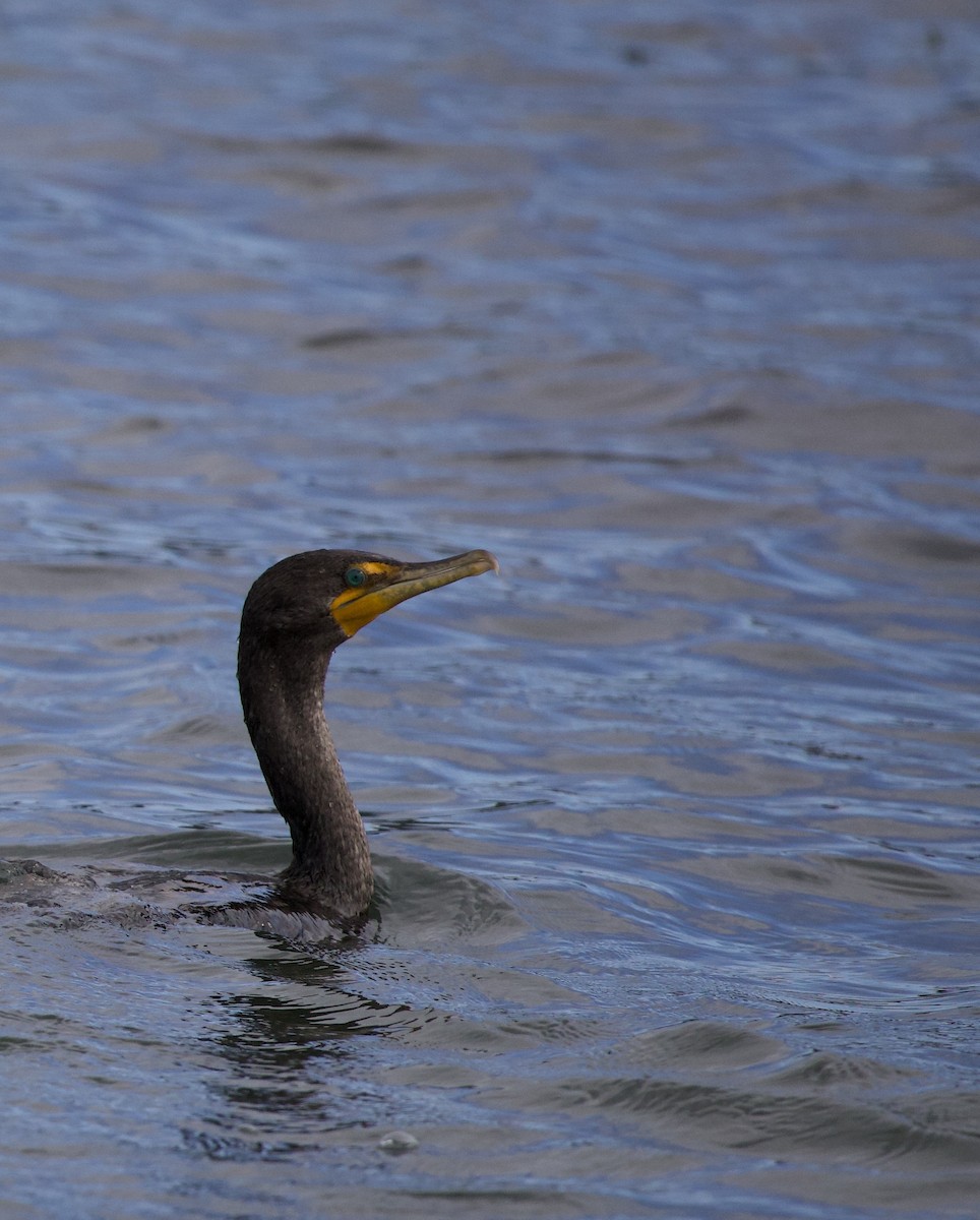 Double-crested Cormorant - ML645825362