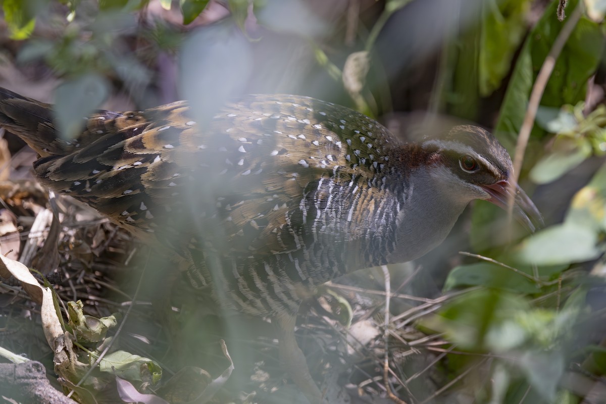 Buff-banded Rail - ML645825363