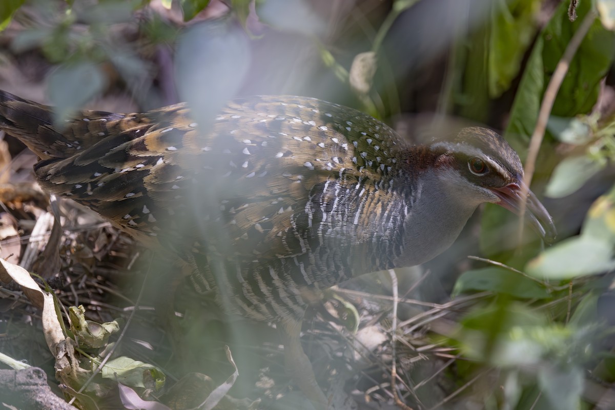 Buff-banded Rail - ML645825364