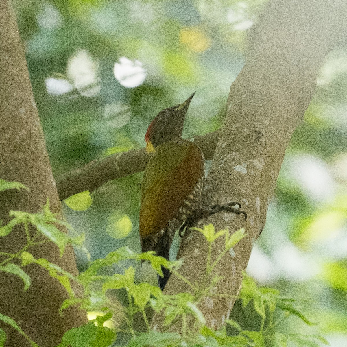 Lesser Yellownape - ML645825365