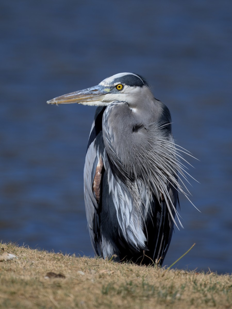 Great Blue Heron - ML645825366