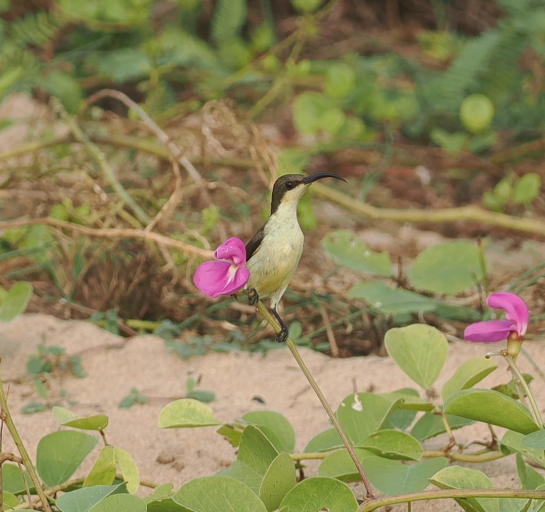 Loten's Sunbird - ML645825367