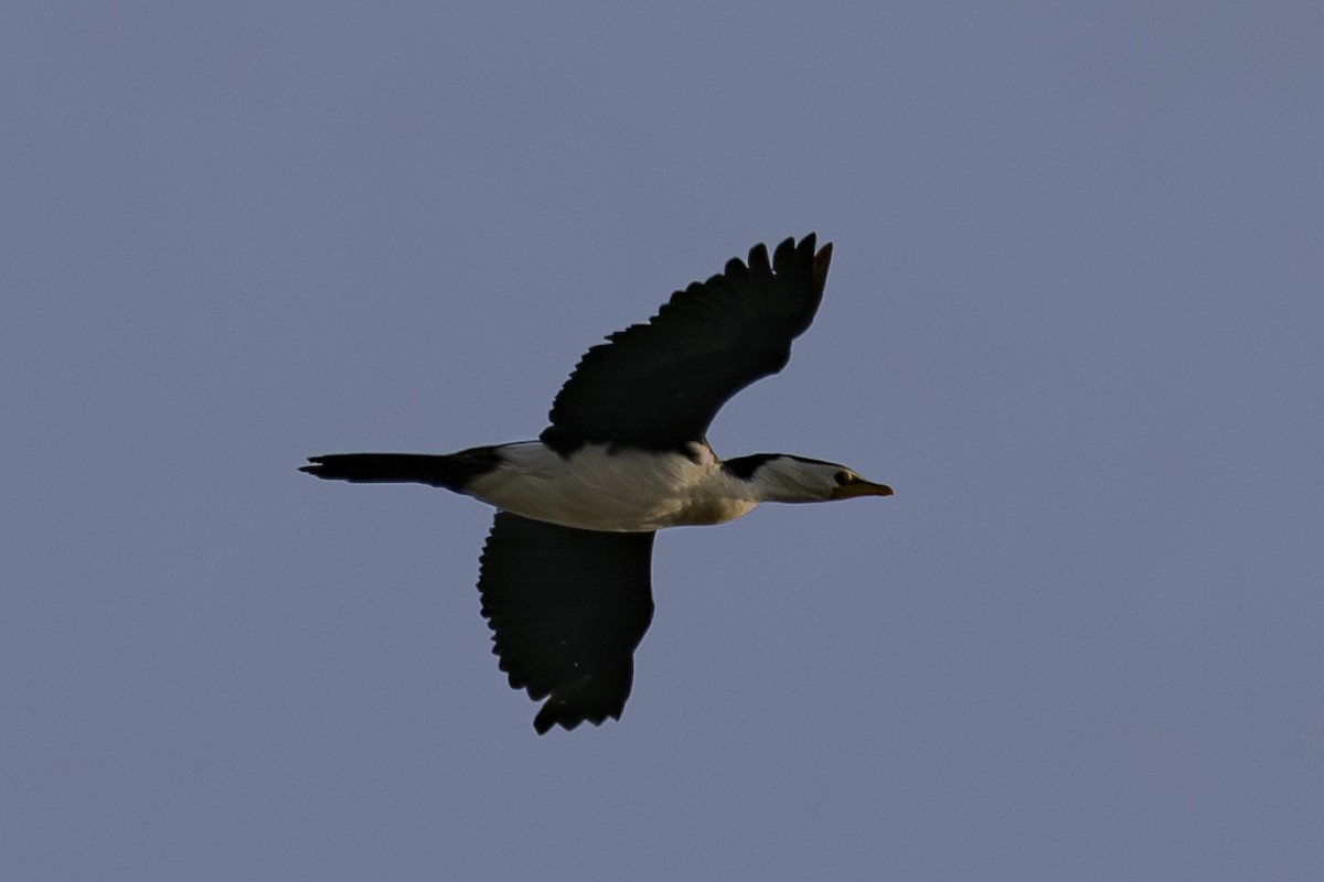 Little Pied Cormorant - ML645825368