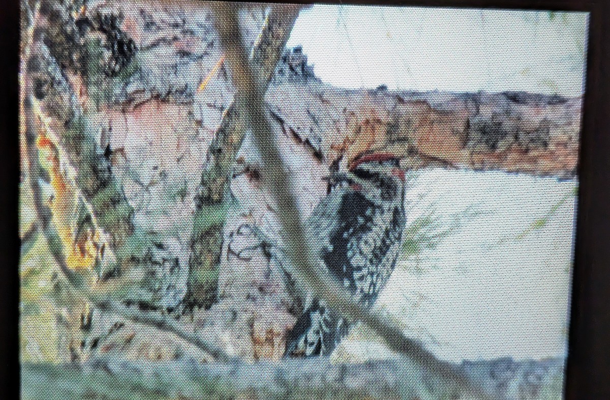 Red-naped Sapsucker - ML645825369