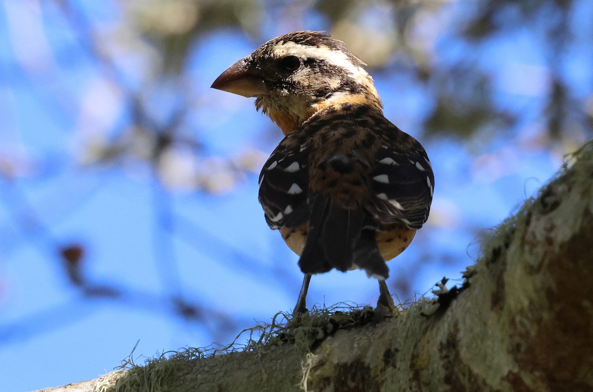 Black-headed Grosbeak - ML645825370