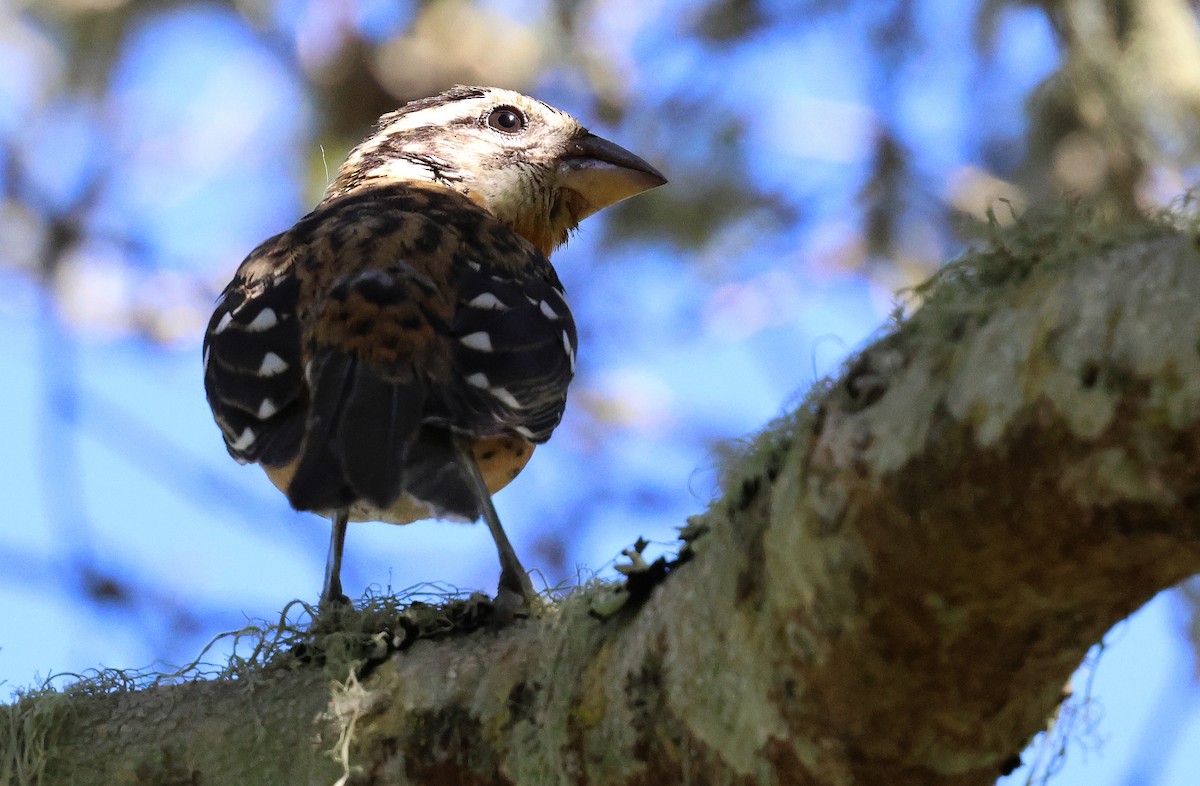 Black-headed Grosbeak - ML645825375