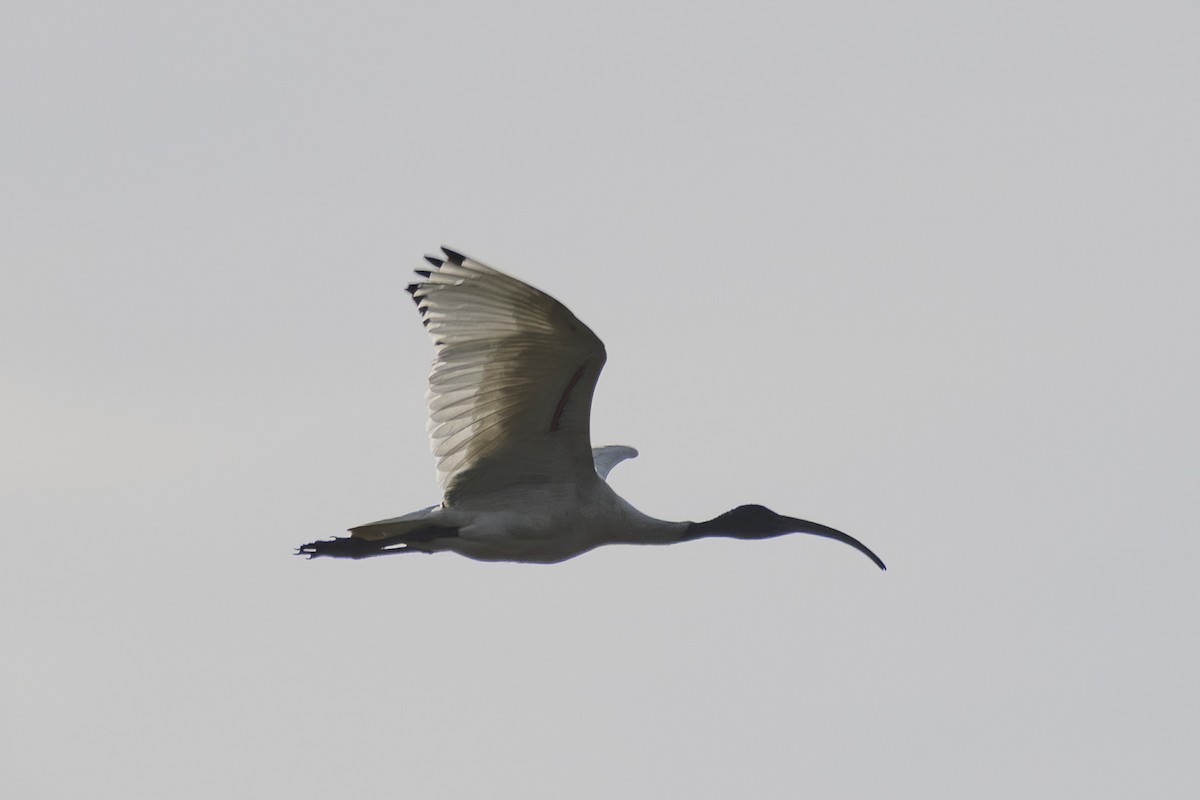 Australian Ibis - ML645825376