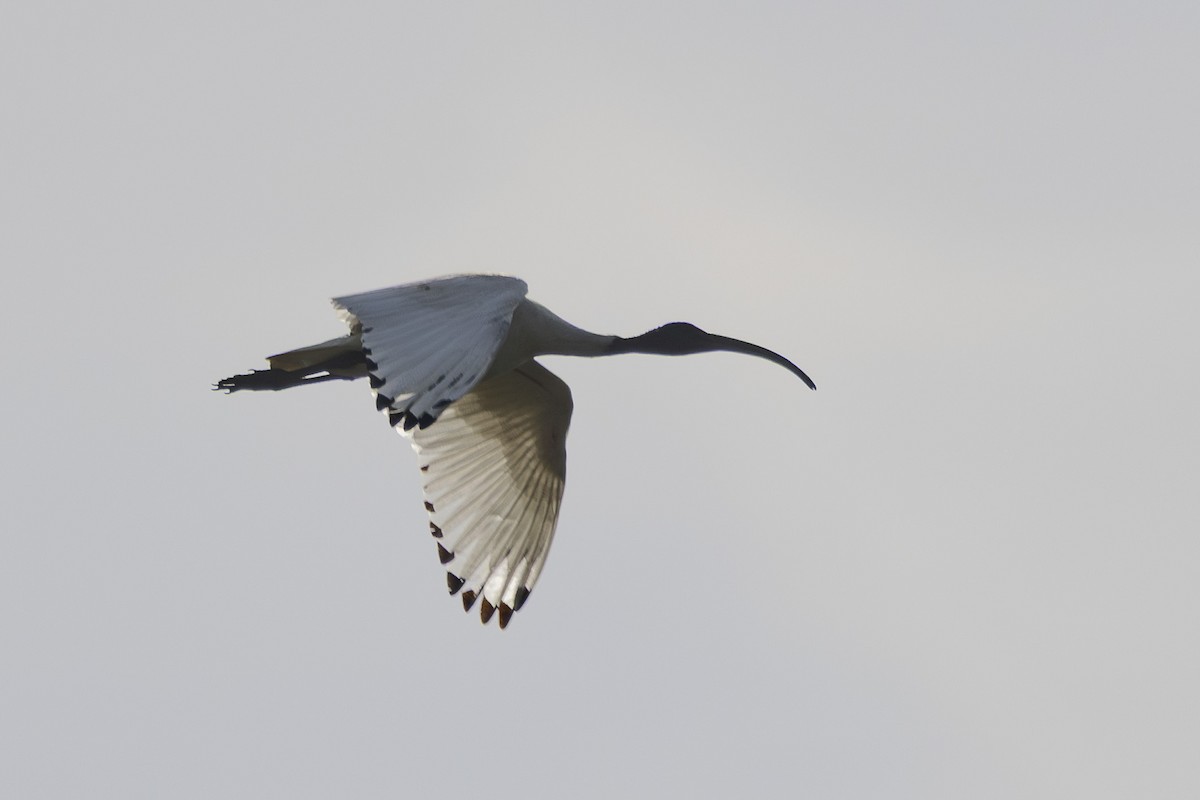 Australian Ibis - ML645825377