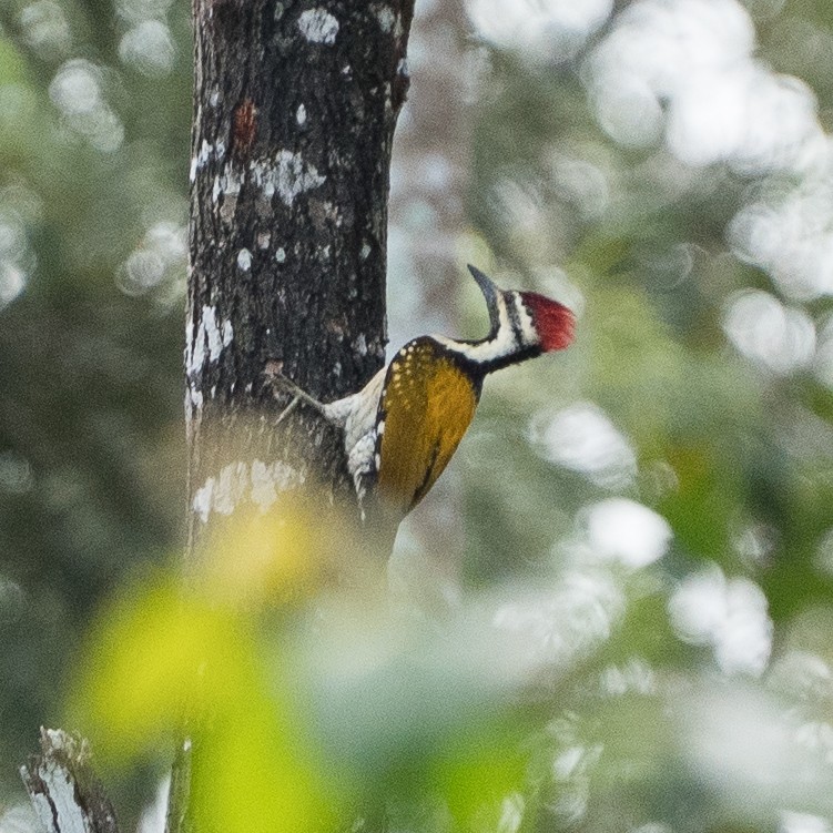 Black-rumped Flameback - ML645825378