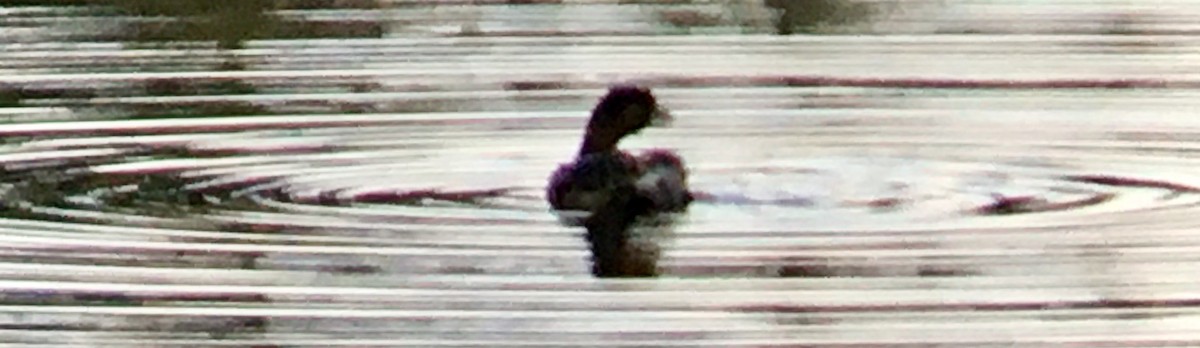 Pied-billed Grebe - ML645825380