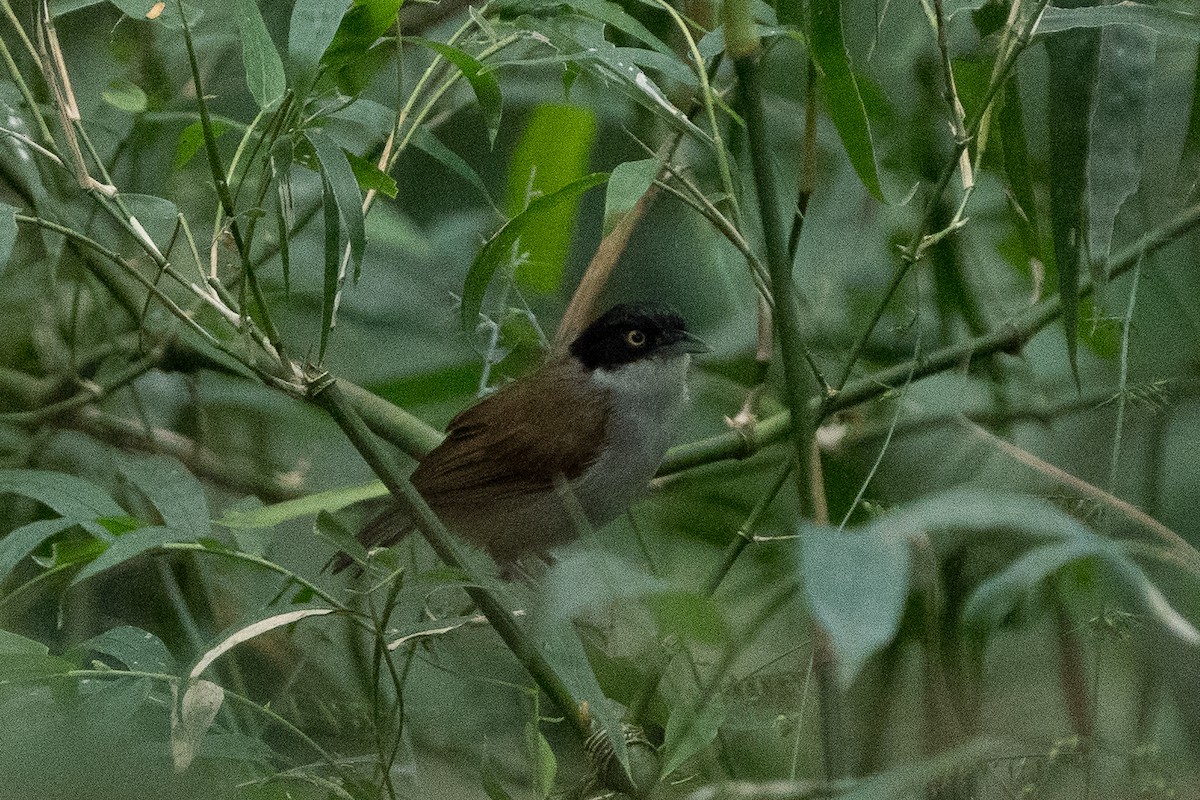 Dark-fronted Babbler - ML645825382