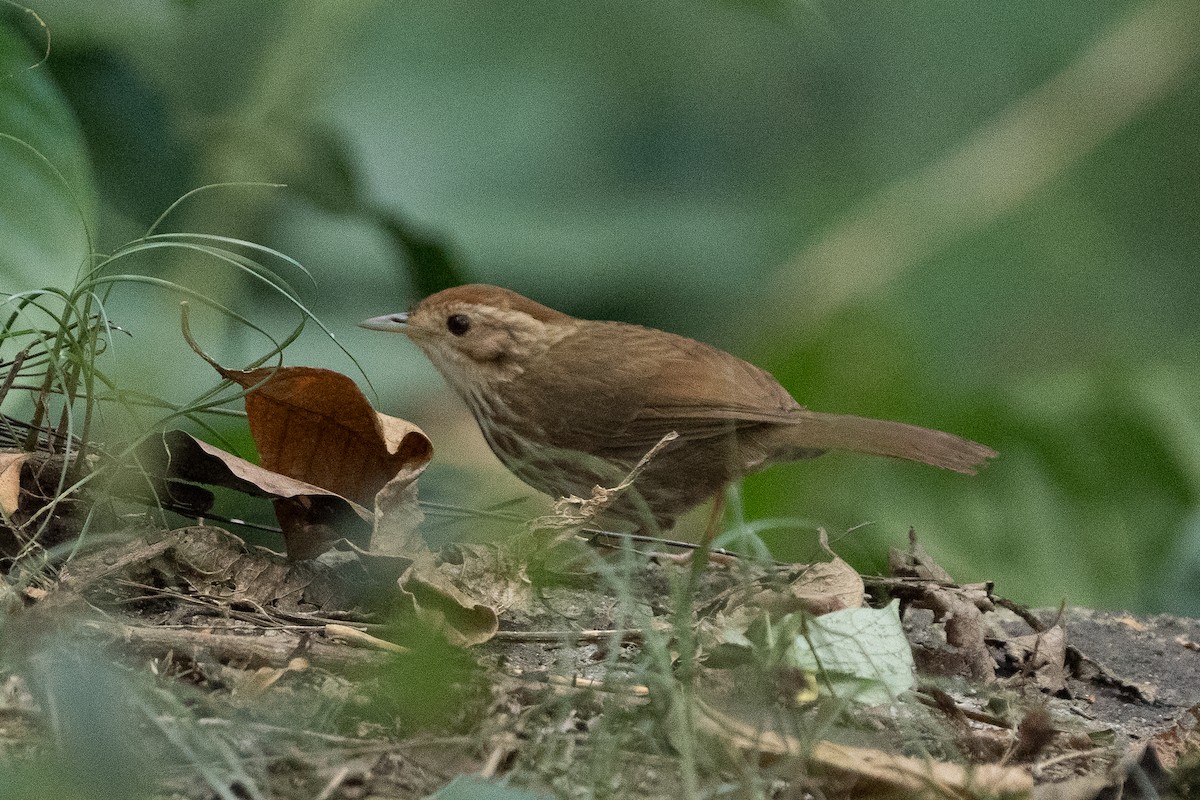 Puff-throated Babbler - ML645825392