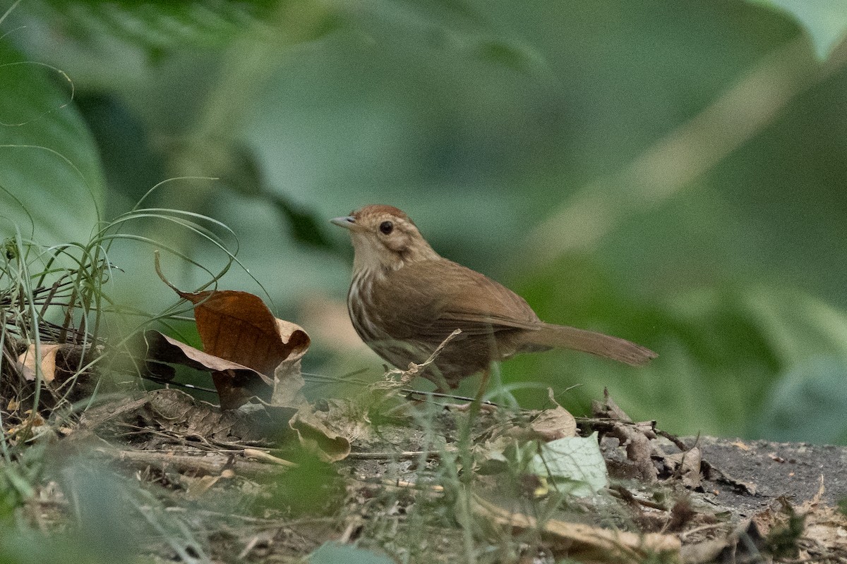 Puff-throated Babbler - ML645825393
