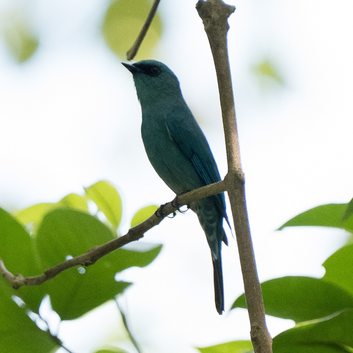 Verditer Flycatcher - ML645825394