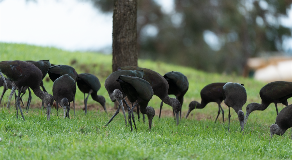 Beltzaran musuzuria - ML645825405