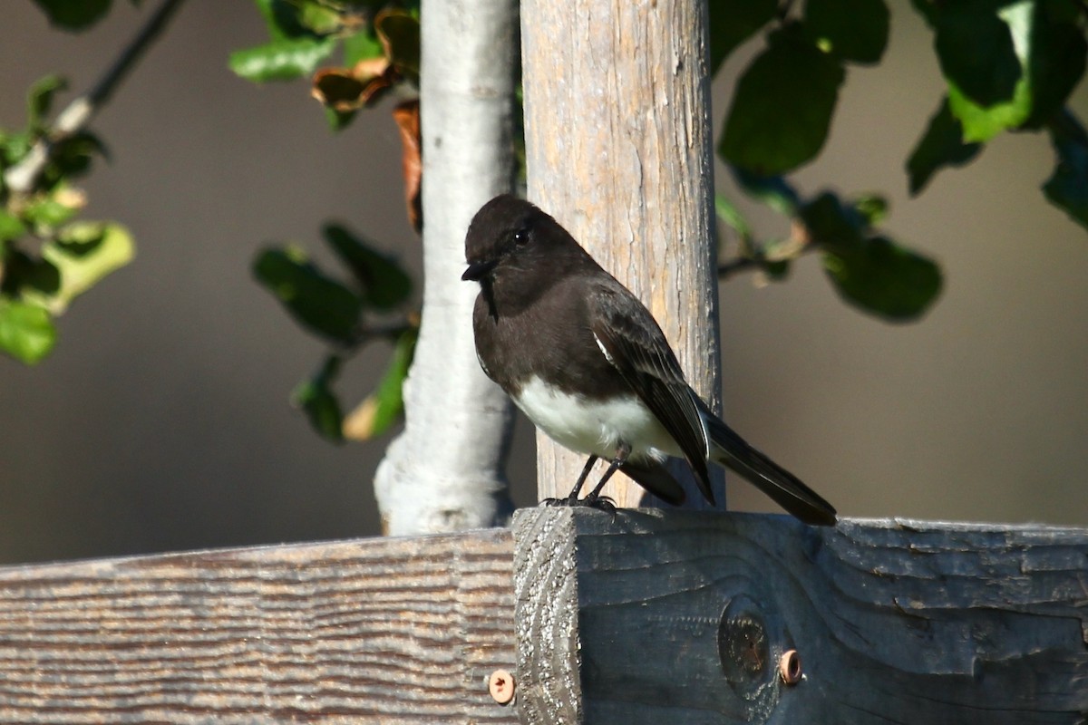 Black Phoebe - ML645825408